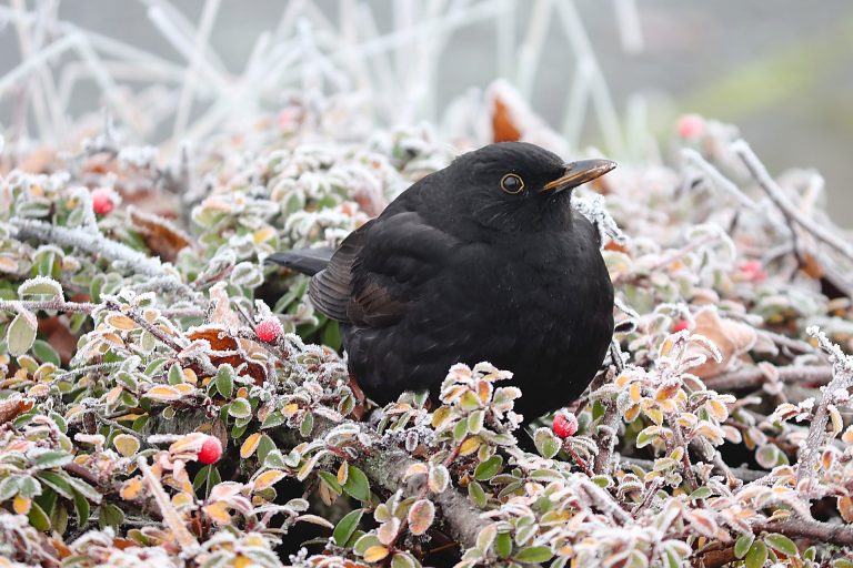 Italy’s legend of the blackbird and the last three days of January
